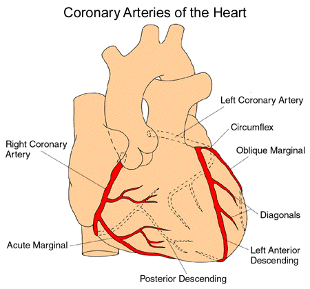 Arteries Heart