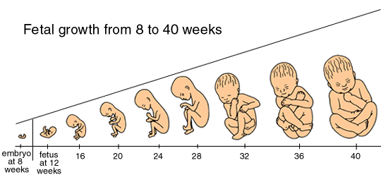 fetus_growth