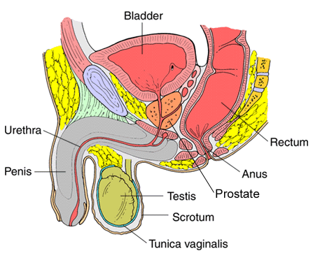 prostate